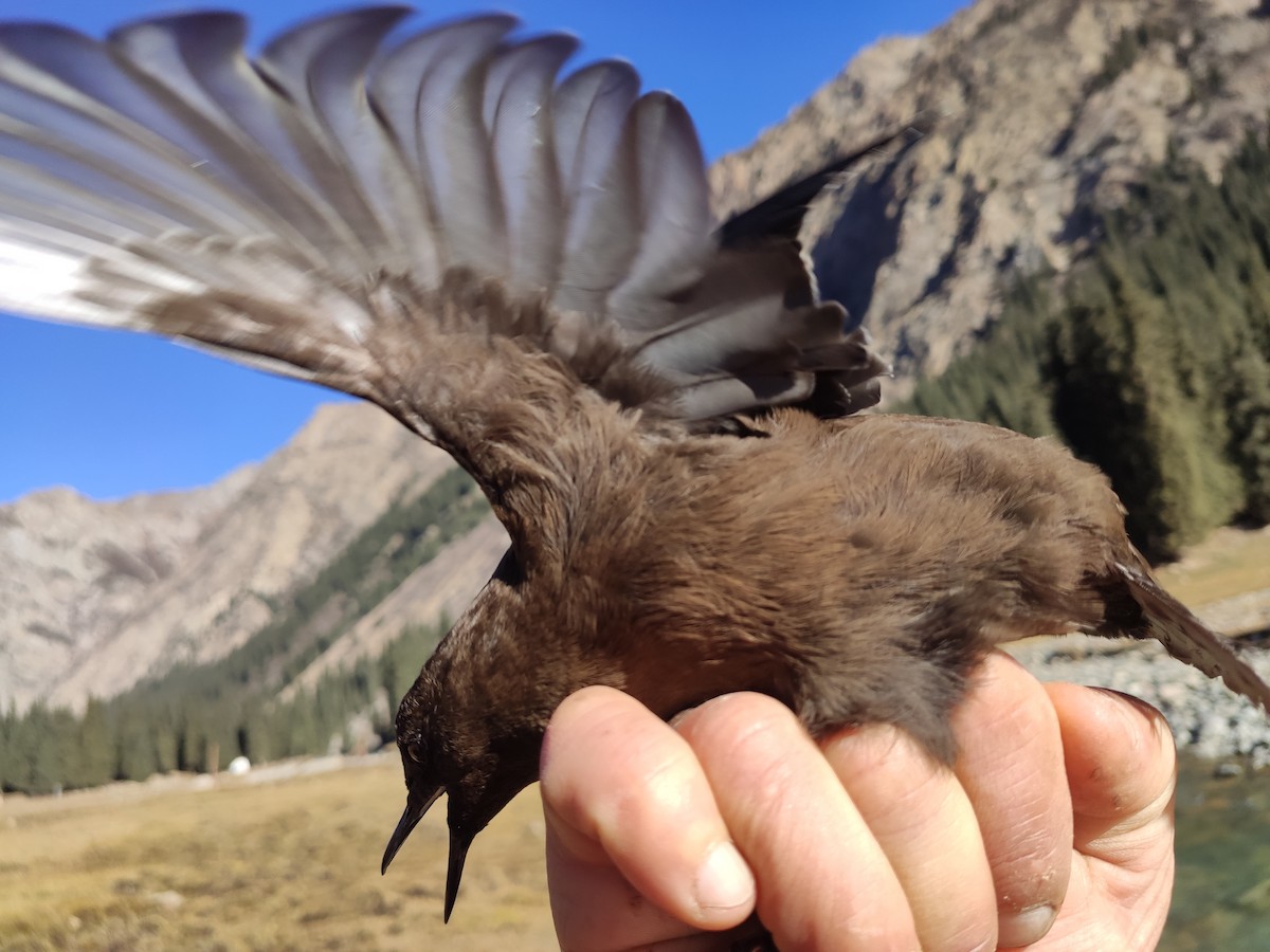 Brown Dipper - ML628172380