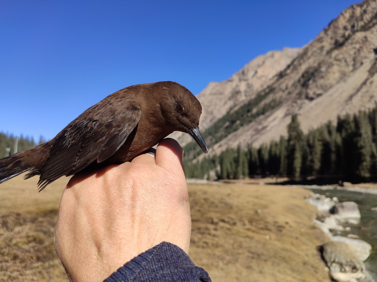 Brown Dipper - ML628172381