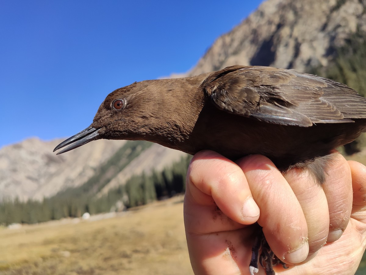 Brown Dipper - ML628172382