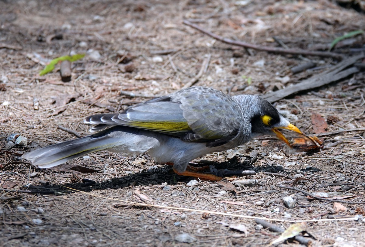Noisy Miner - ML628172383