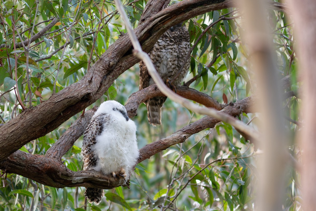 Powerful Owl - ML628172428