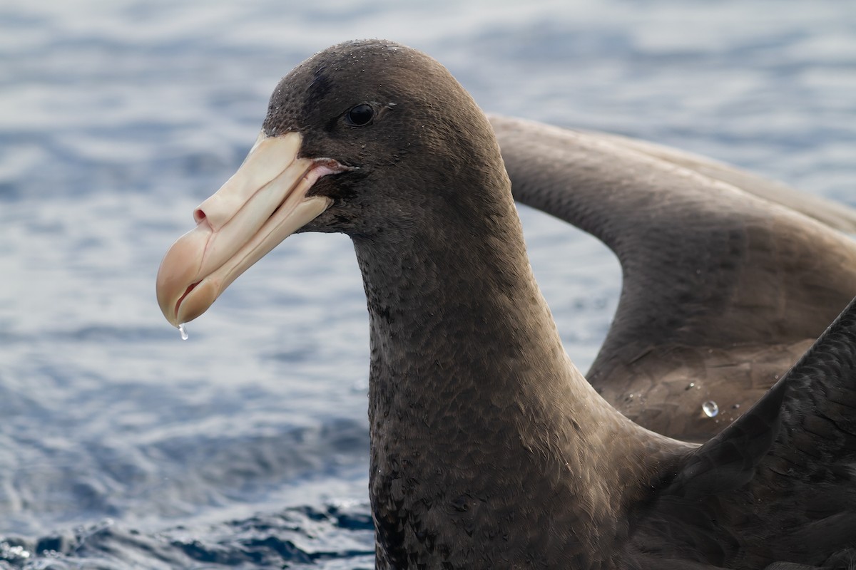 Northern Giant-Petrel - ML628172521