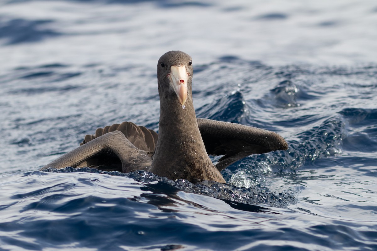 Northern Giant-Petrel - ML628172522