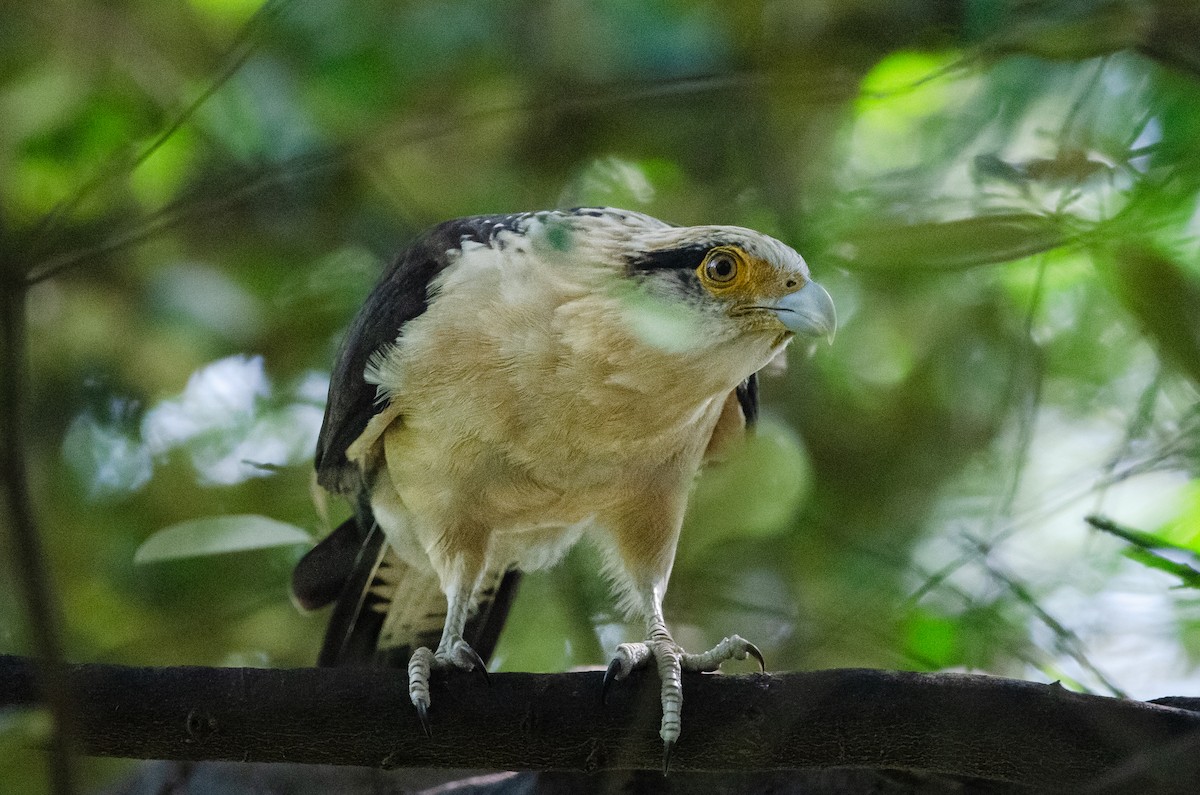 Yellow-headed Caracara - ML628172694