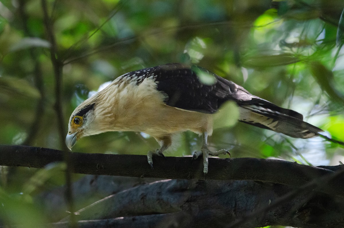 Yellow-headed Caracara - ML628172695