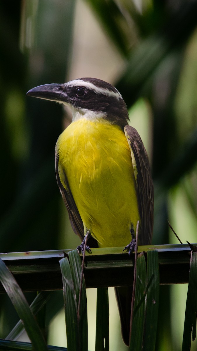 Boat-billed Flycatcher (South American) - ML628172704