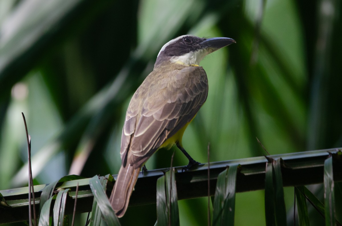 Boat-billed Flycatcher (South American) - ML628172705