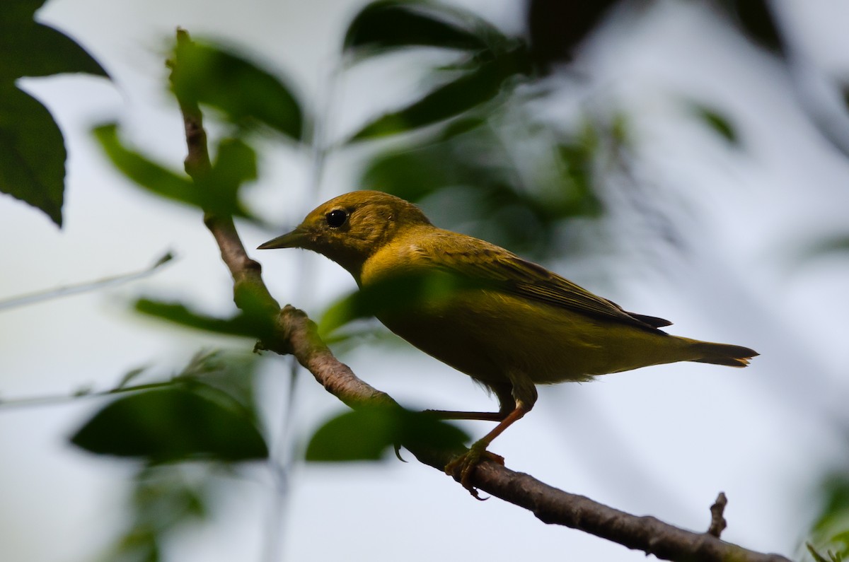 Yellow Warbler - ML628172712