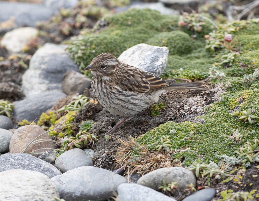 Rufous-collared Sparrow - ML628172781