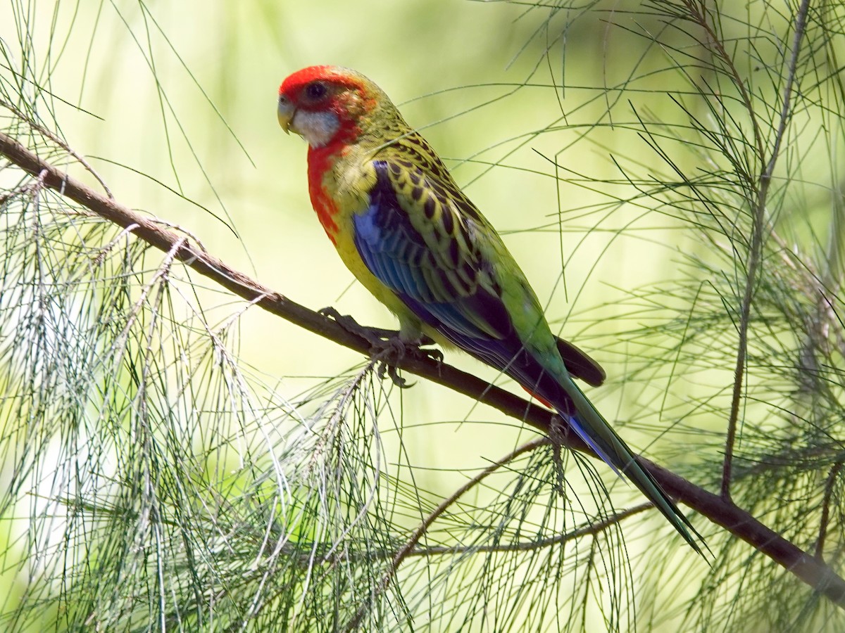 Eastern Rosella - ML628172799