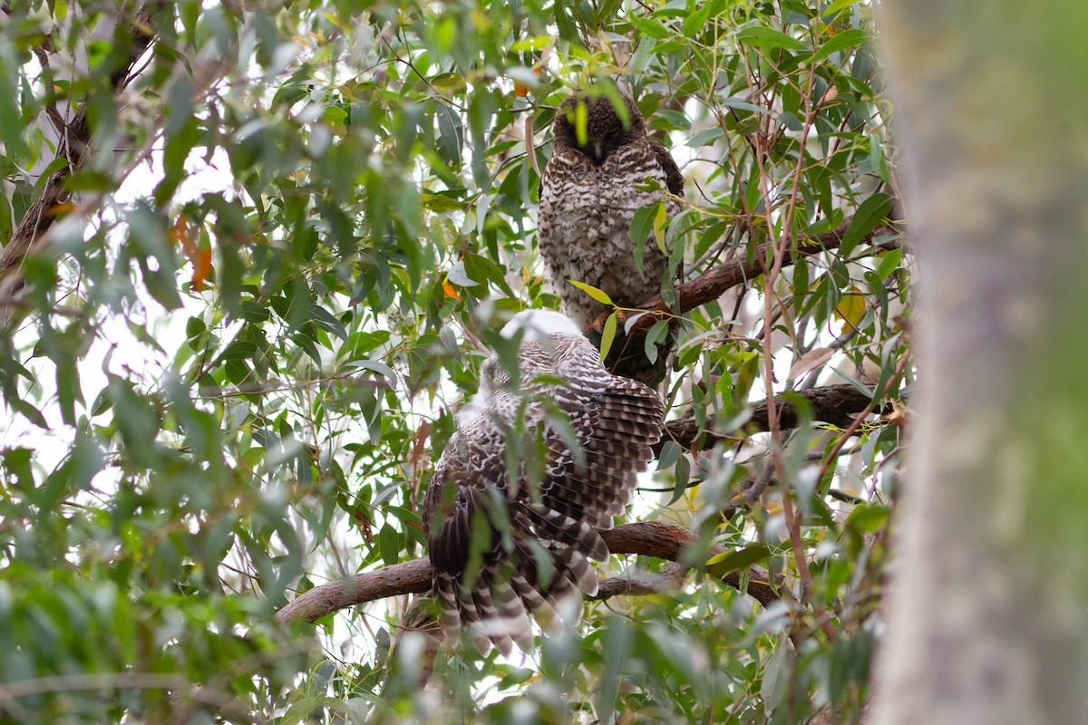 Powerful Owl - ML628172884