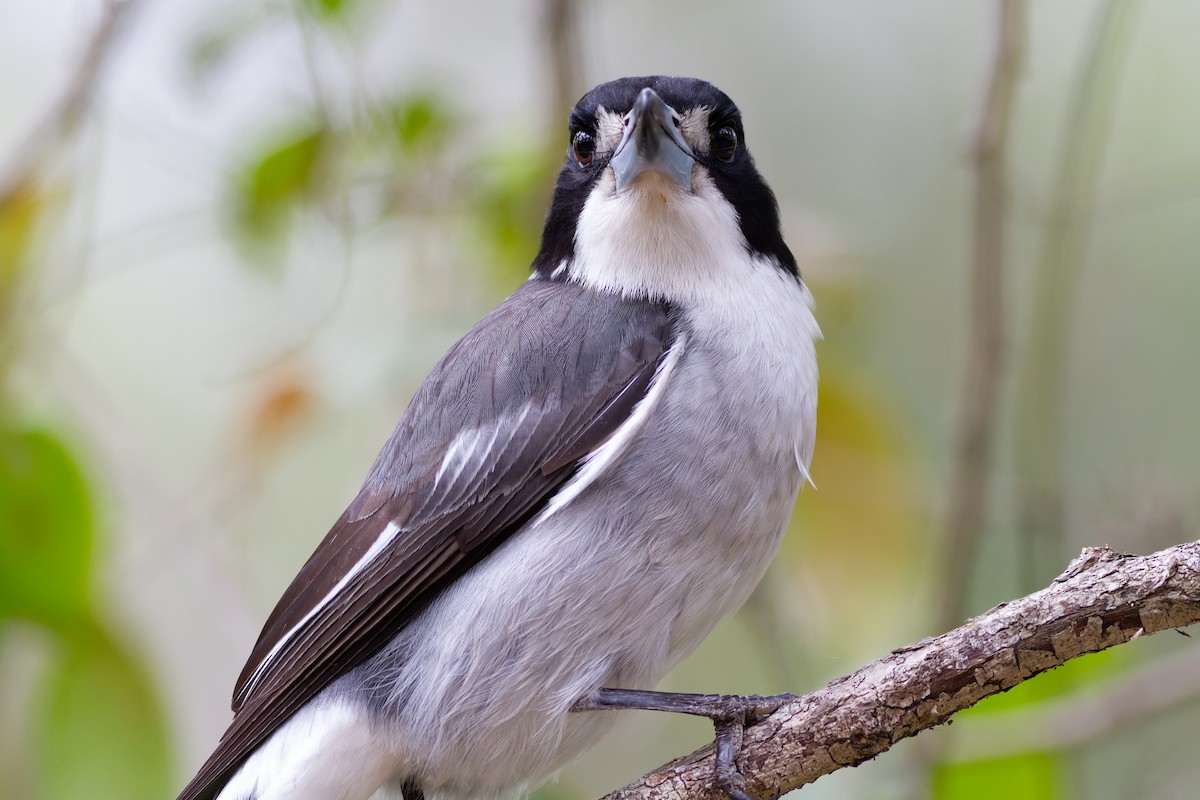 Gray Butcherbird - ML628172885