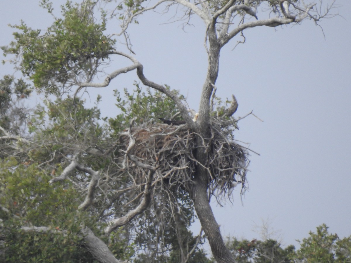 Bald Eagle - ML628172906