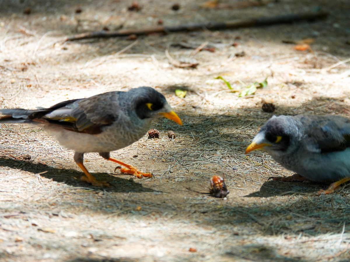 Noisy Miner - ML628172923