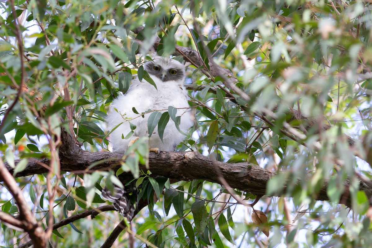 Powerful Owl - ML628172932