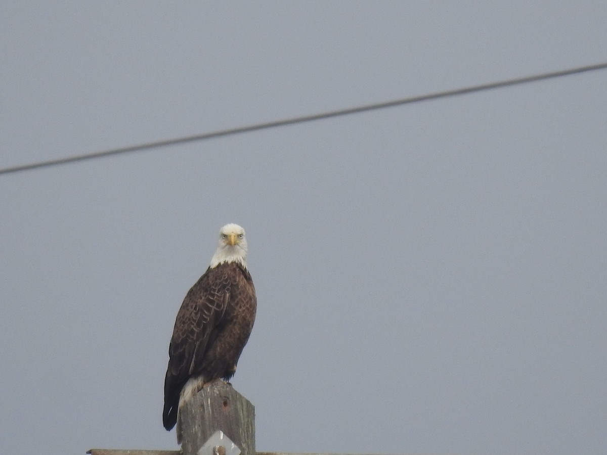 Bald Eagle - ML628172933