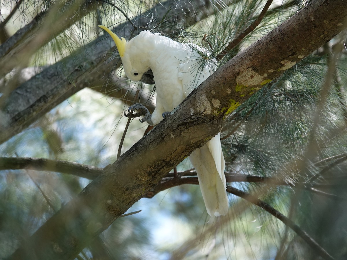 Sulphur-crested Cockatoo - ML628172943