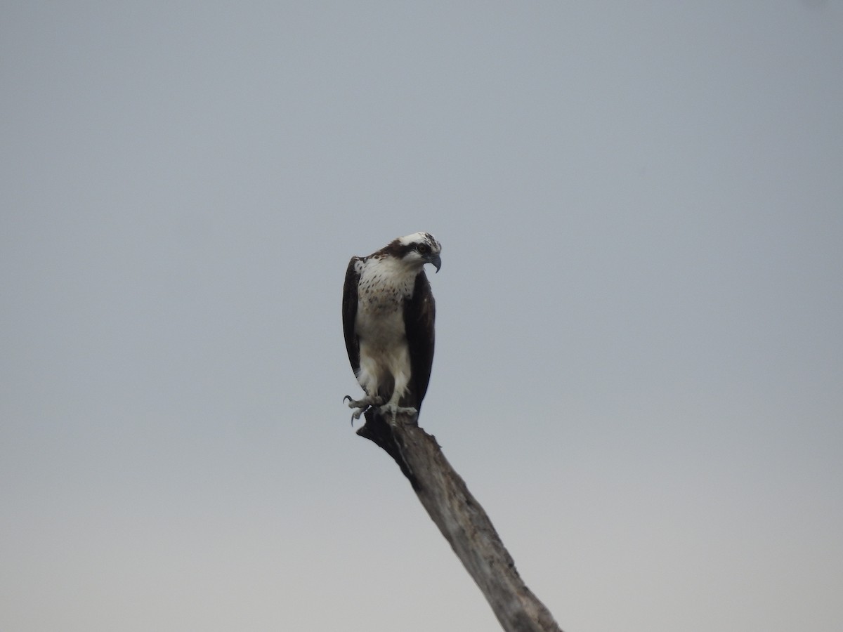 Osprey - ML628172953