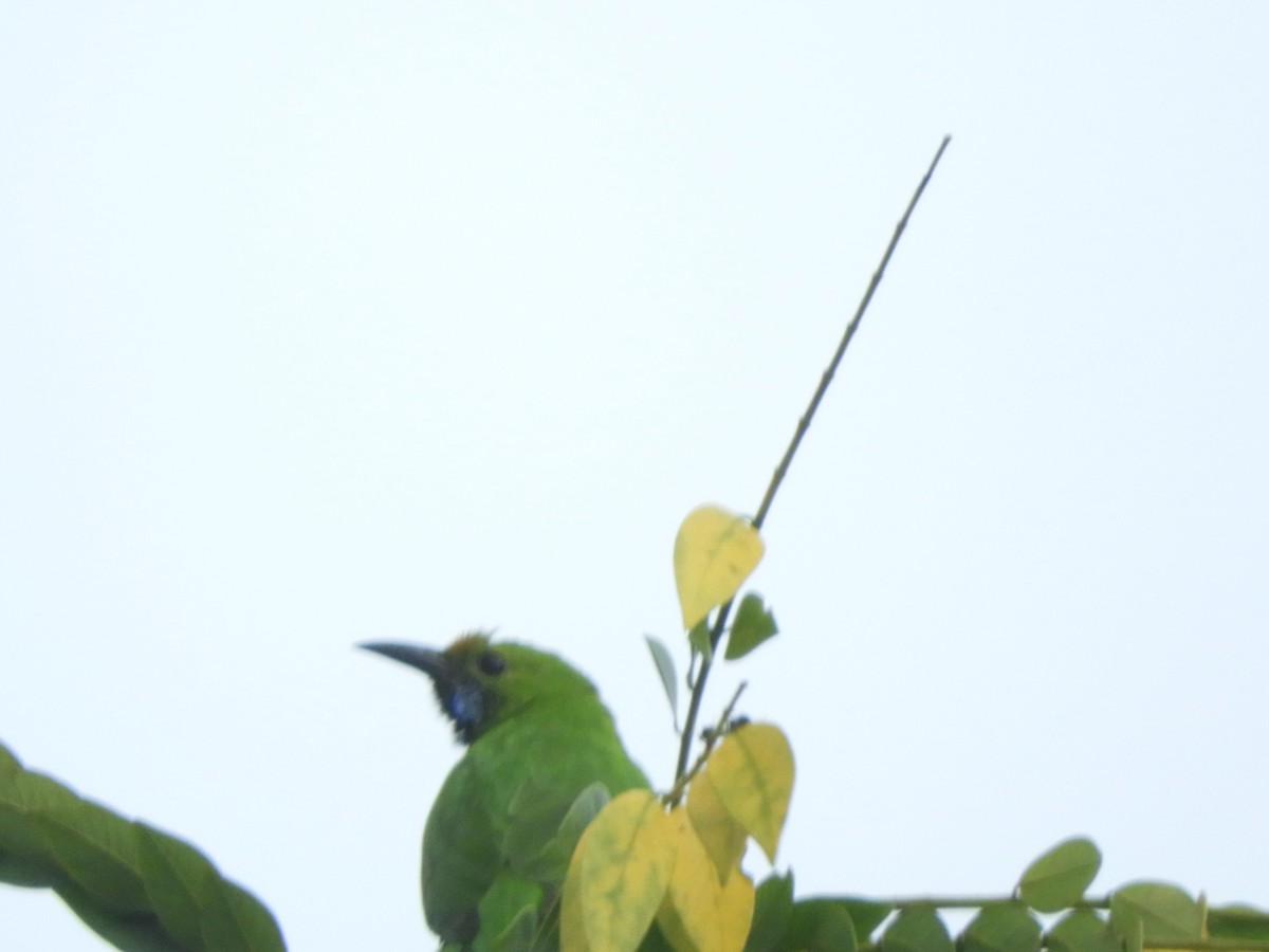 Golden-fronted Leafbird - ML628172967