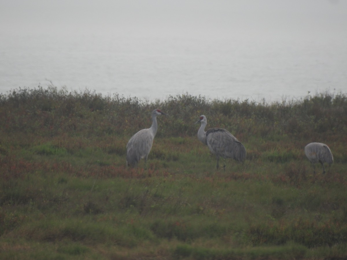 Sandhill Crane - ML628172981