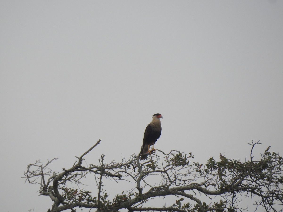 Crested Caracara - ML628172995