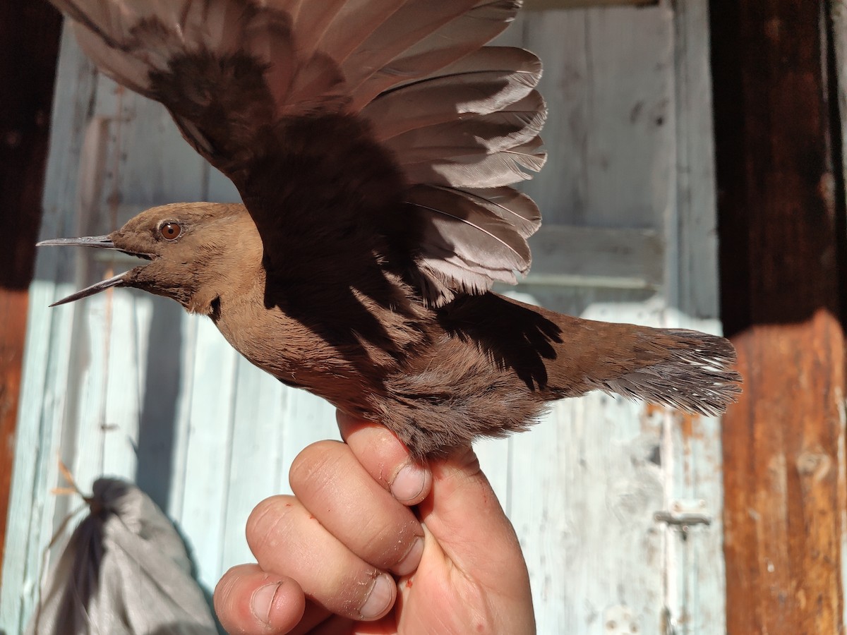 Brown Dipper - ML628173047