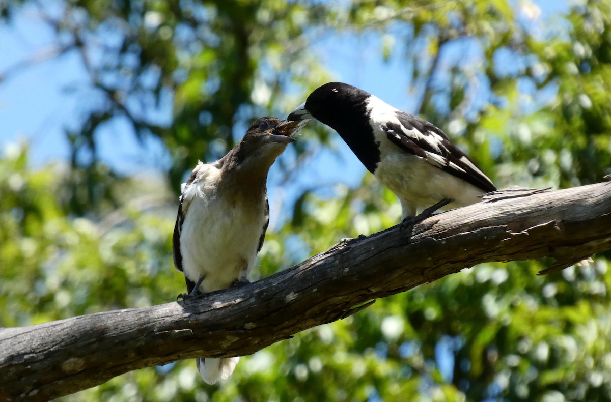 Pied Butcherbird - ML628173106