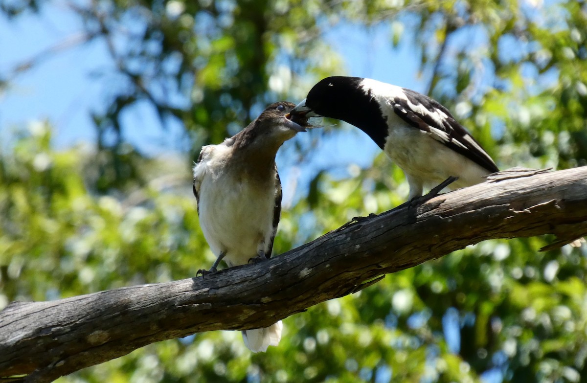 Pied Butcherbird - ML628173107