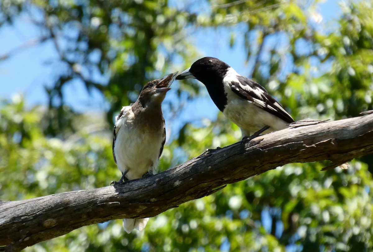 Pied Butcherbird - ML628173108