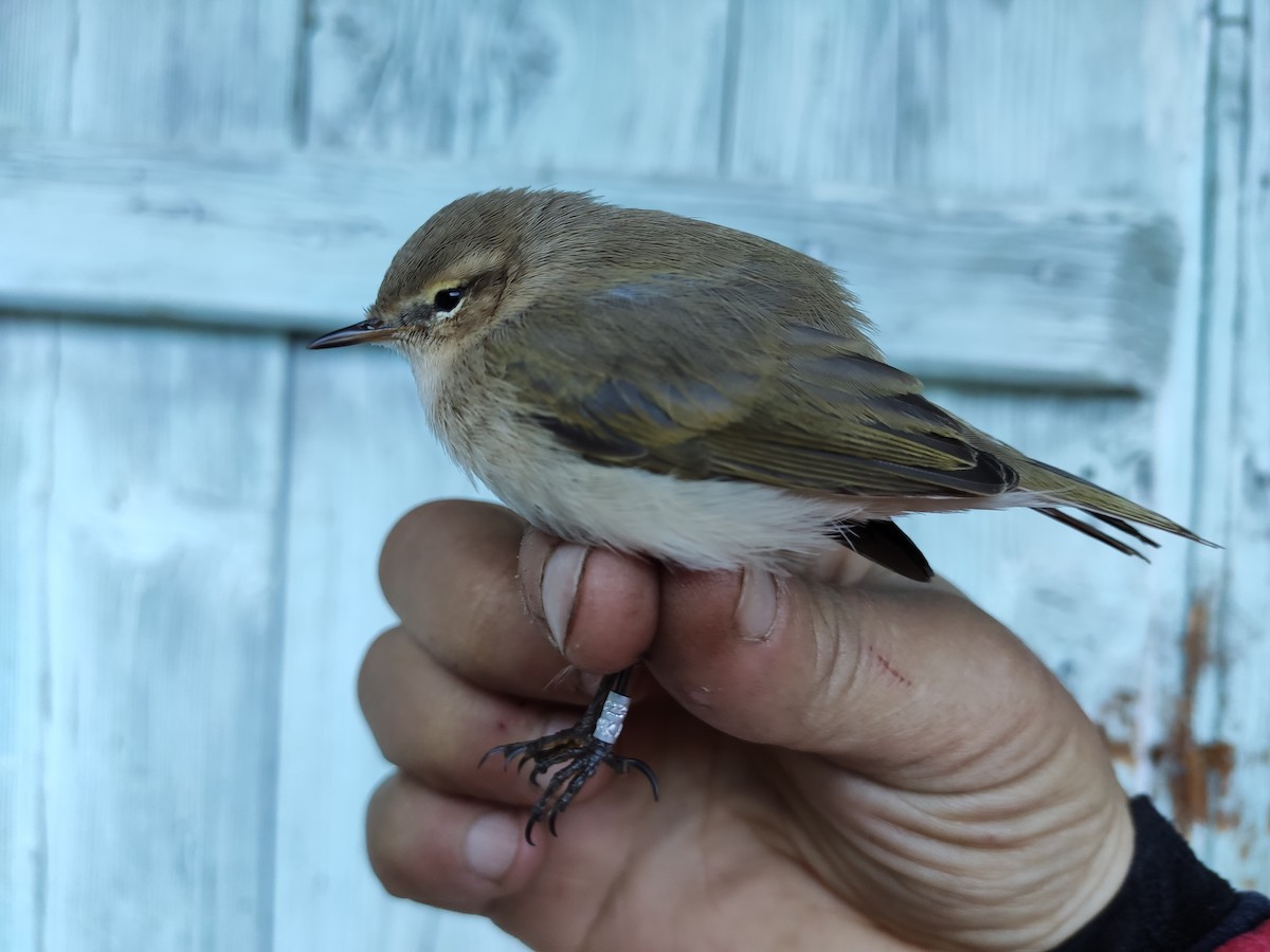 Common Chiffchaff (Siberian) - ML628173281