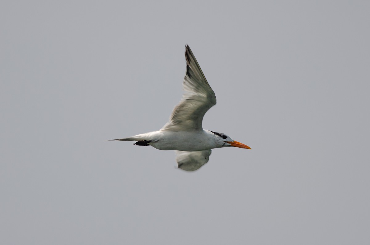 Royal Tern - ML628173404