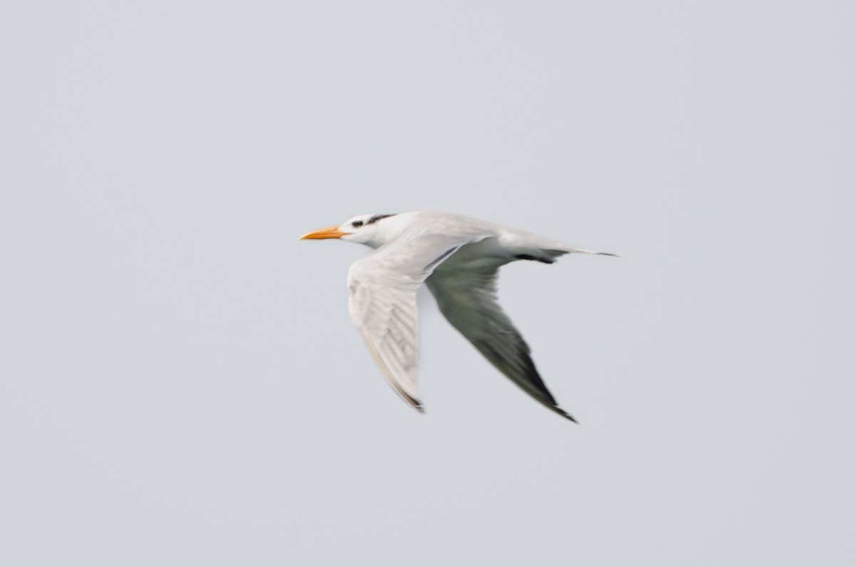 Royal Tern - ML628173406