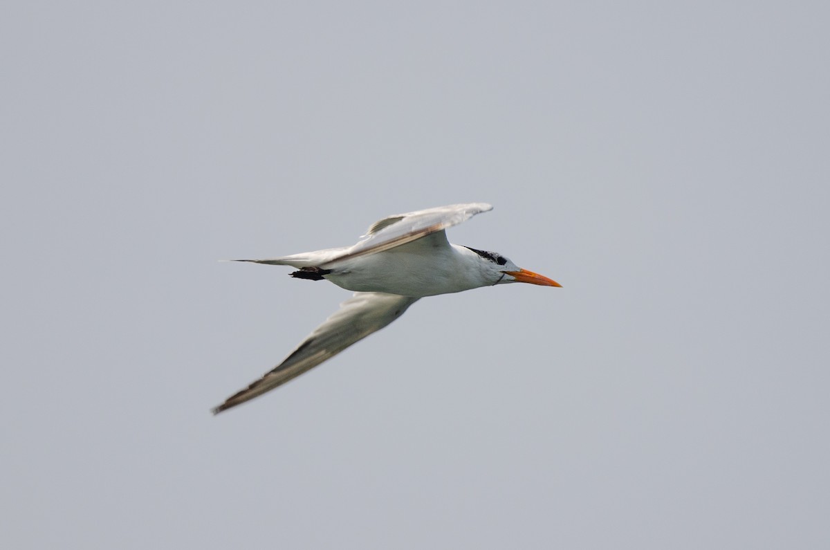 Royal Tern - ML628173407