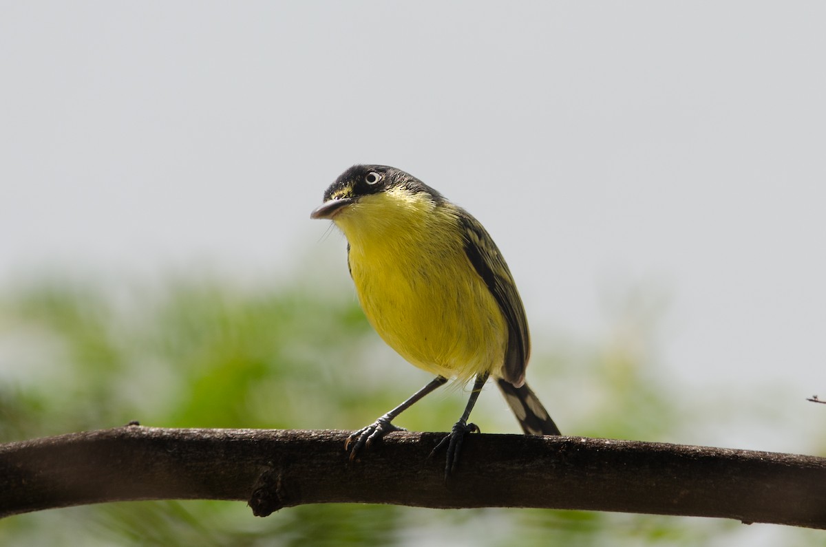 Common Tody-Flycatcher - ML628173411