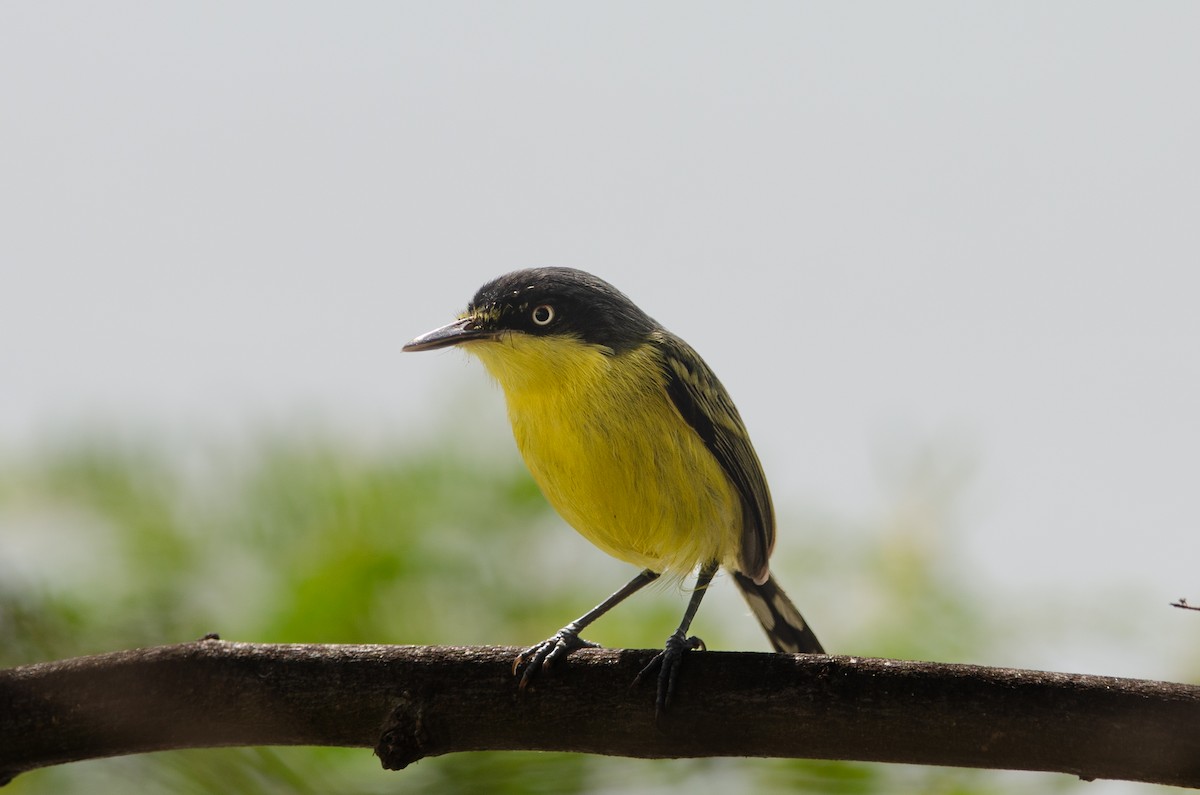 Common Tody-Flycatcher - ML628173412