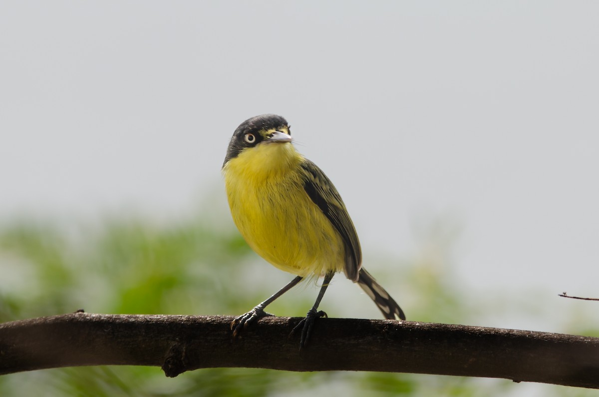 Common Tody-Flycatcher - ML628173413