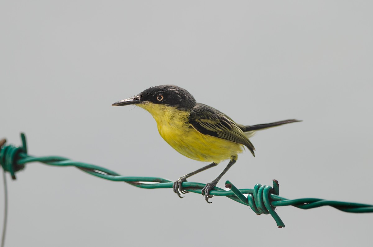 Common Tody-Flycatcher - ML628173414