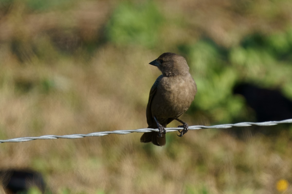 Brown-headed Cowbird - ML628173554