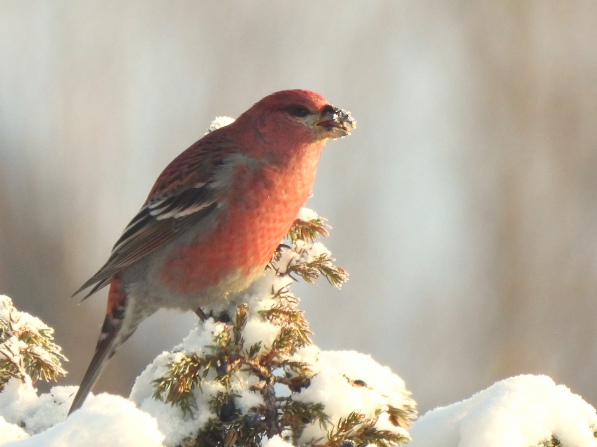 Pine Grosbeak - ML628173657