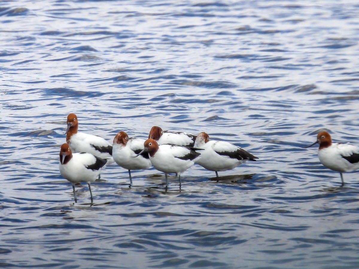 Red-necked Avocet - ML628173718