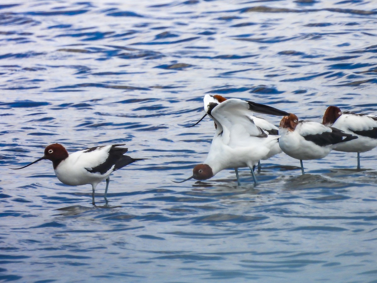 Red-necked Avocet - ML628173720