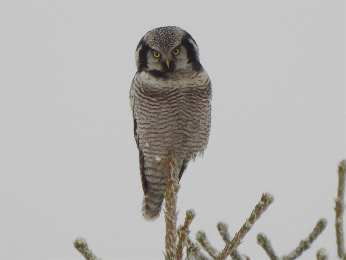 sovice krahujová - ML628173853