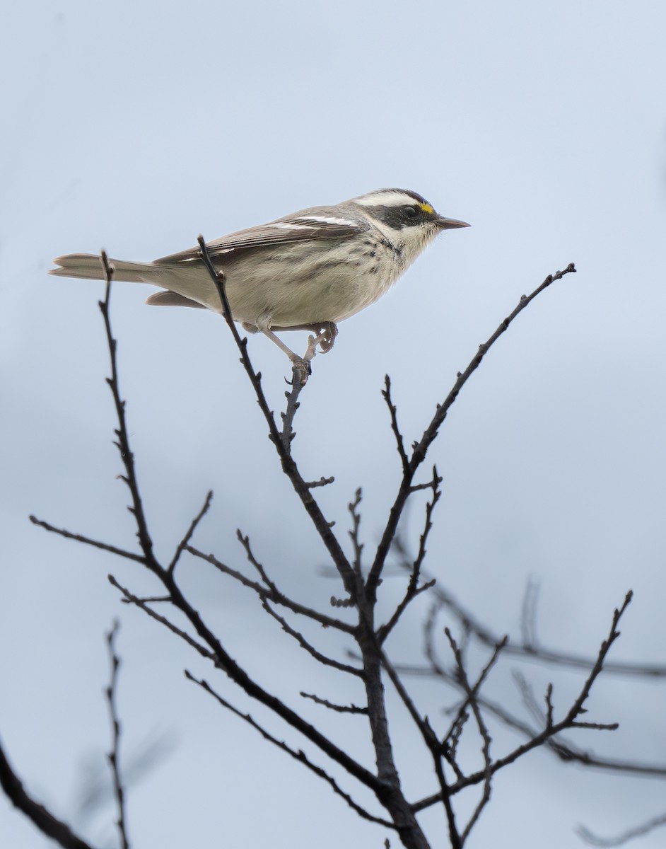 Black-throated Gray Warbler - ML628173942
