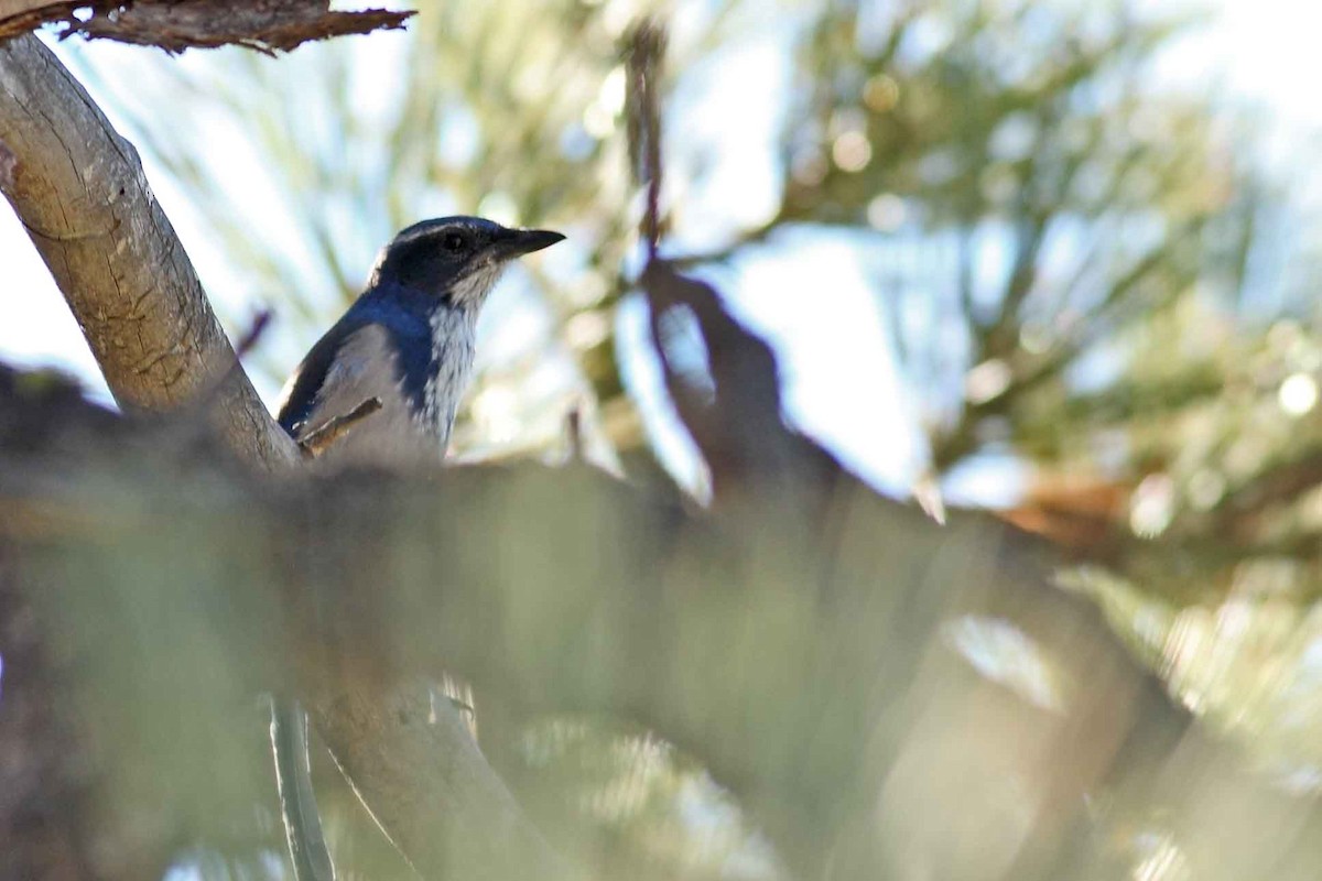 California Scrub-Jay - ML628173955