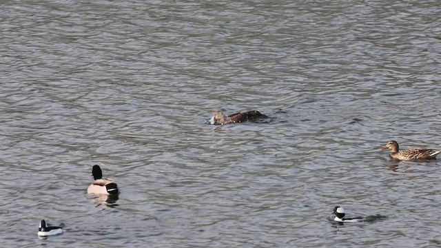 Eider à tête grise - ML628173963