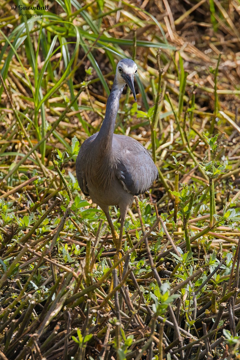 hvitmaskehegre - ML628174220