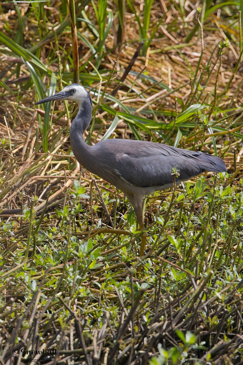 hvitmaskehegre - ML628174221