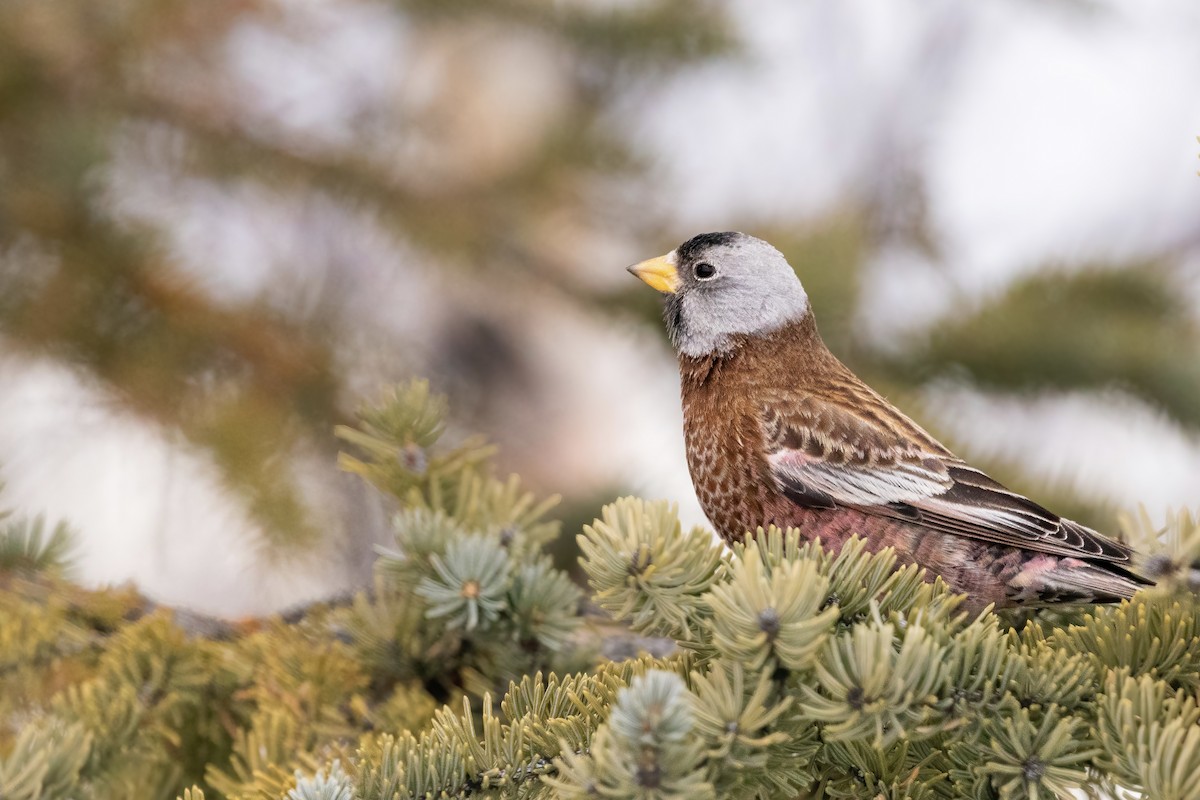 Gray-crowned Rosy-Finch (Hepburn's) - ML628174278