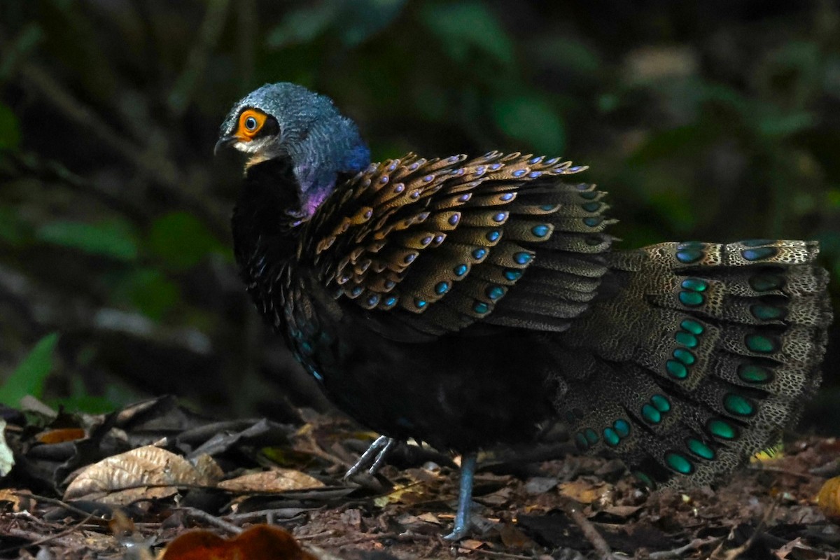 Bornean Peacock-Pheasant - ML628174297