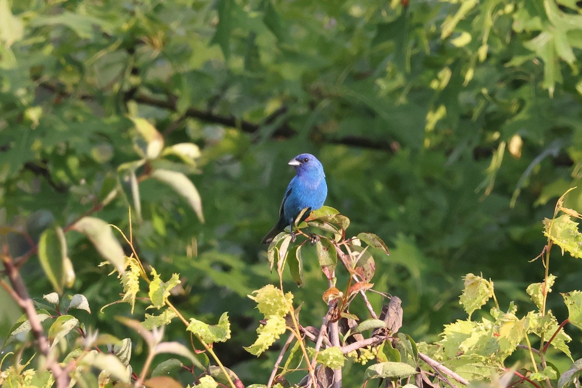 Indigo Bunting - ML628174368